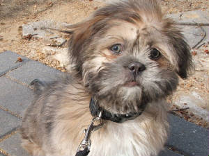 I LOVE GEORGE!!! (Now lives with my Mom.)