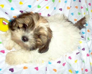 Zack stayed small and has a gorgeous coat.